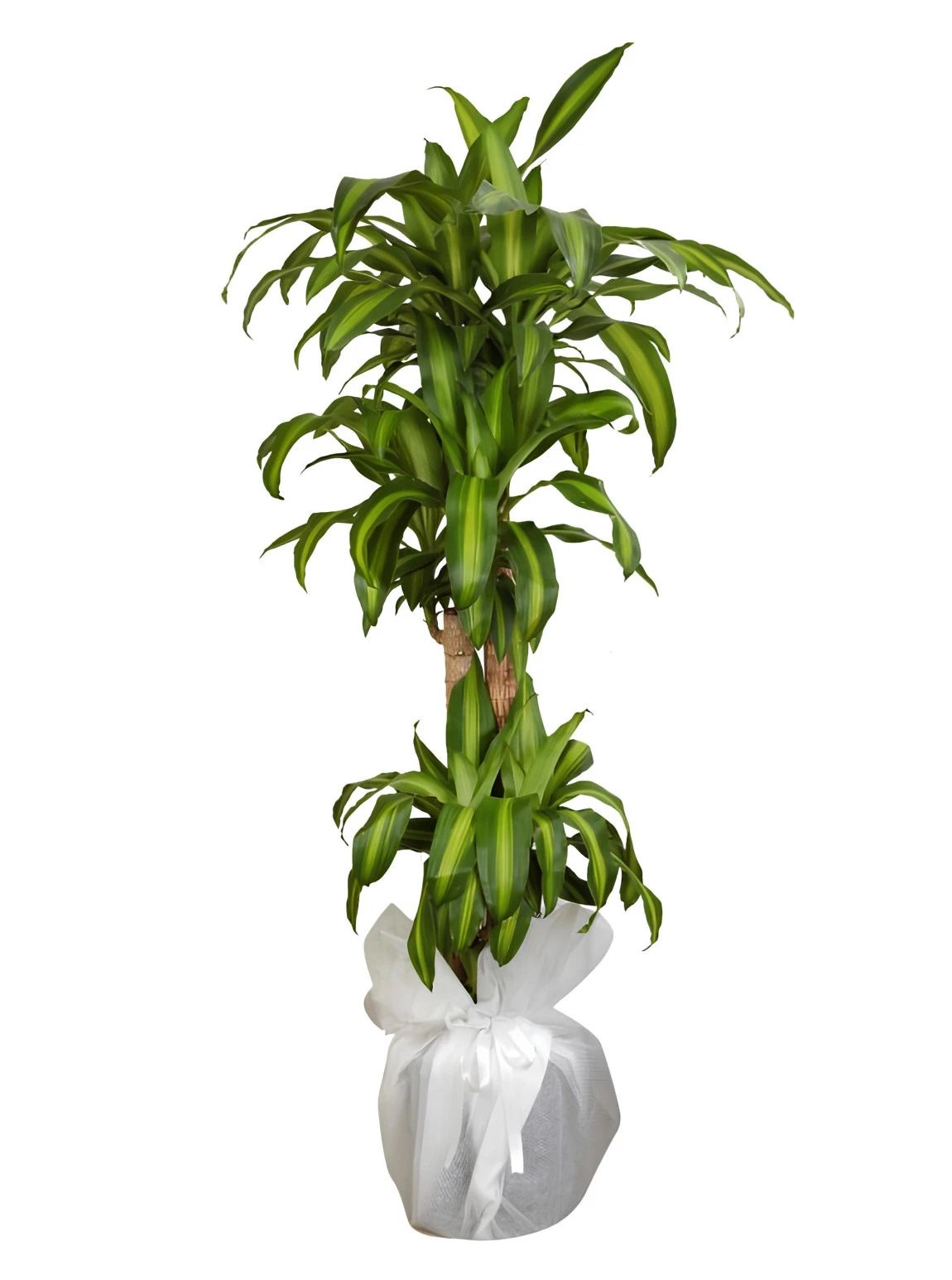 4 kök Massengena Çiçeği