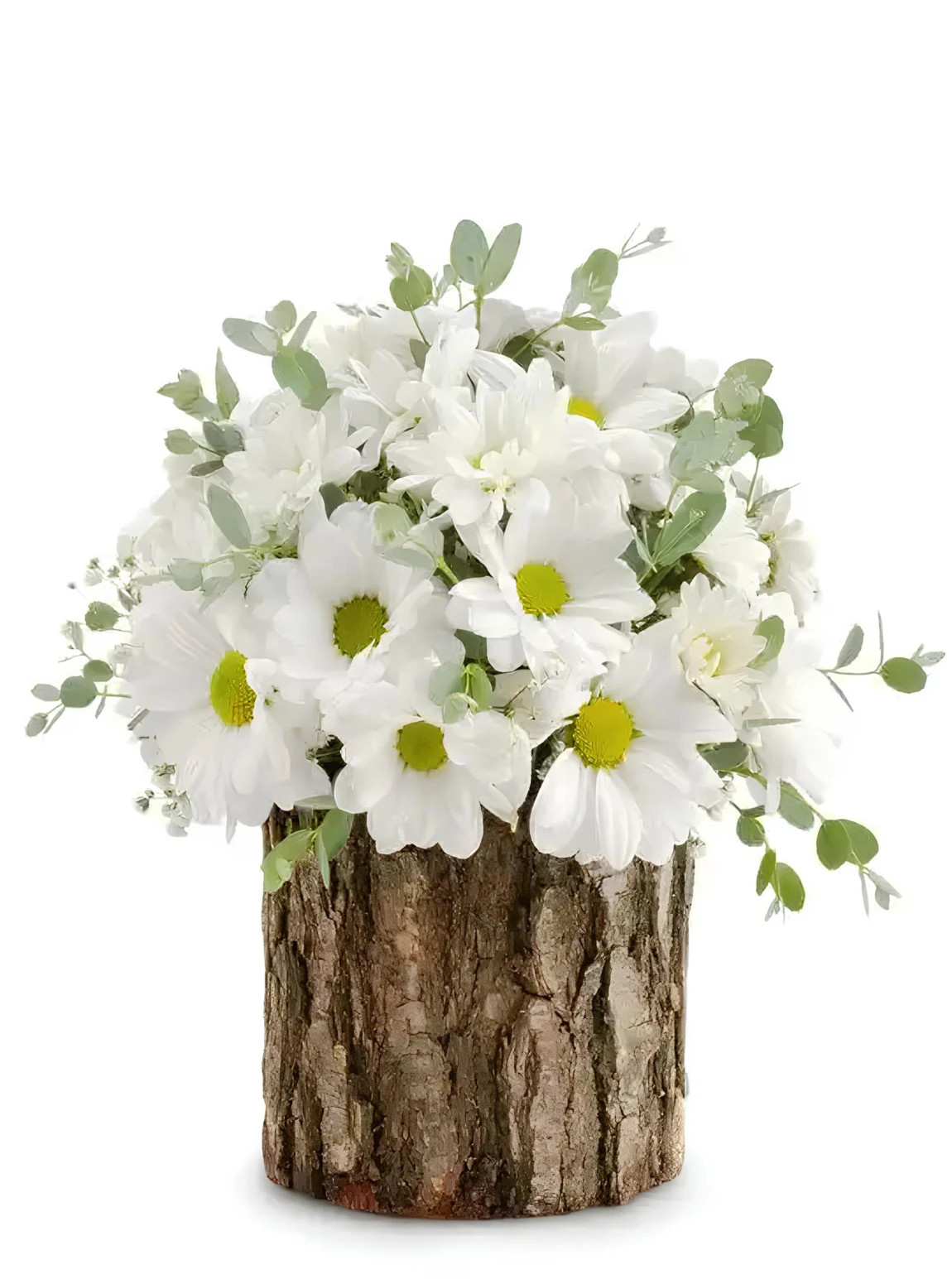 Gerçek Kütük İçinde Papatyalar