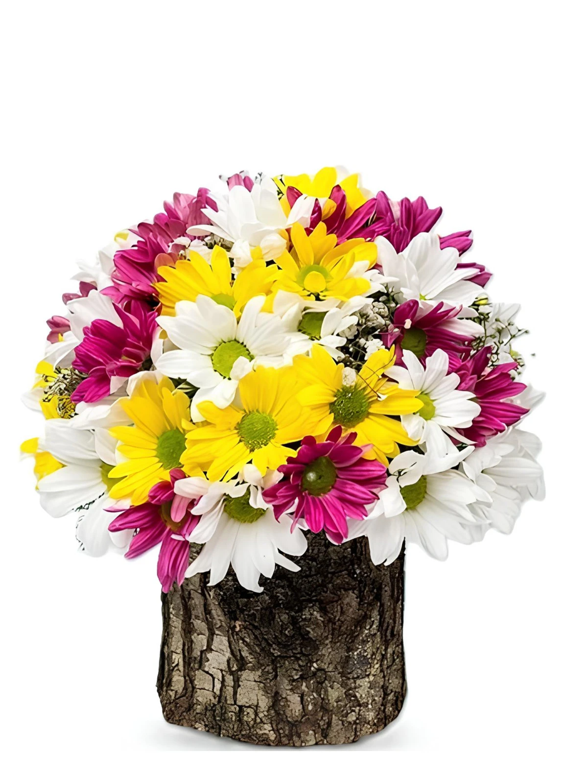 Gerçek Kütükte Renkli Papatyalar