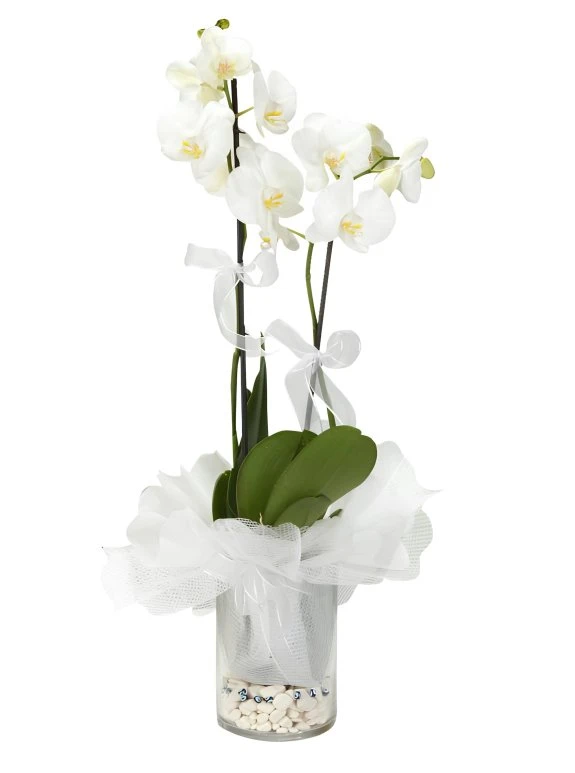 Cam Vazoda Süslü Orkideler