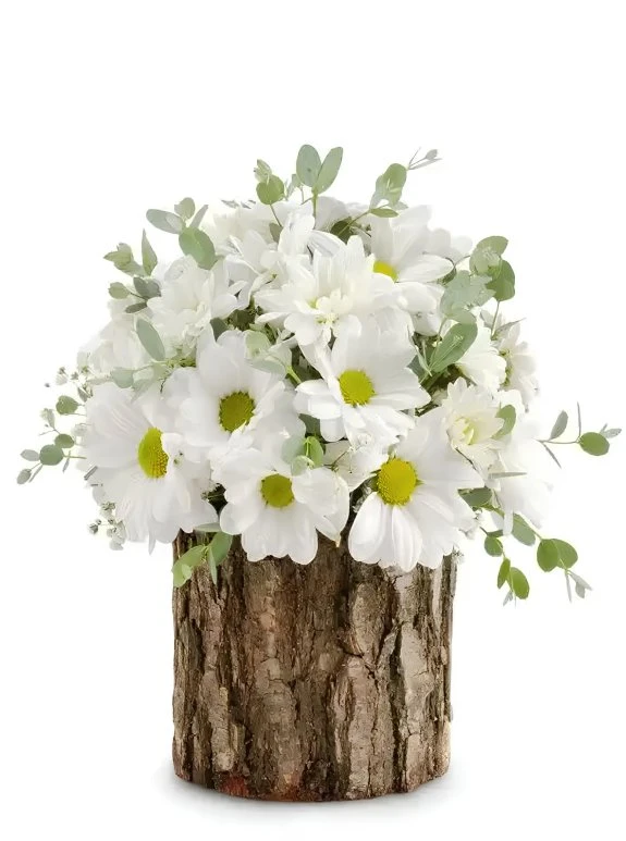 Gerçek Kütük İçinde Papatyalar