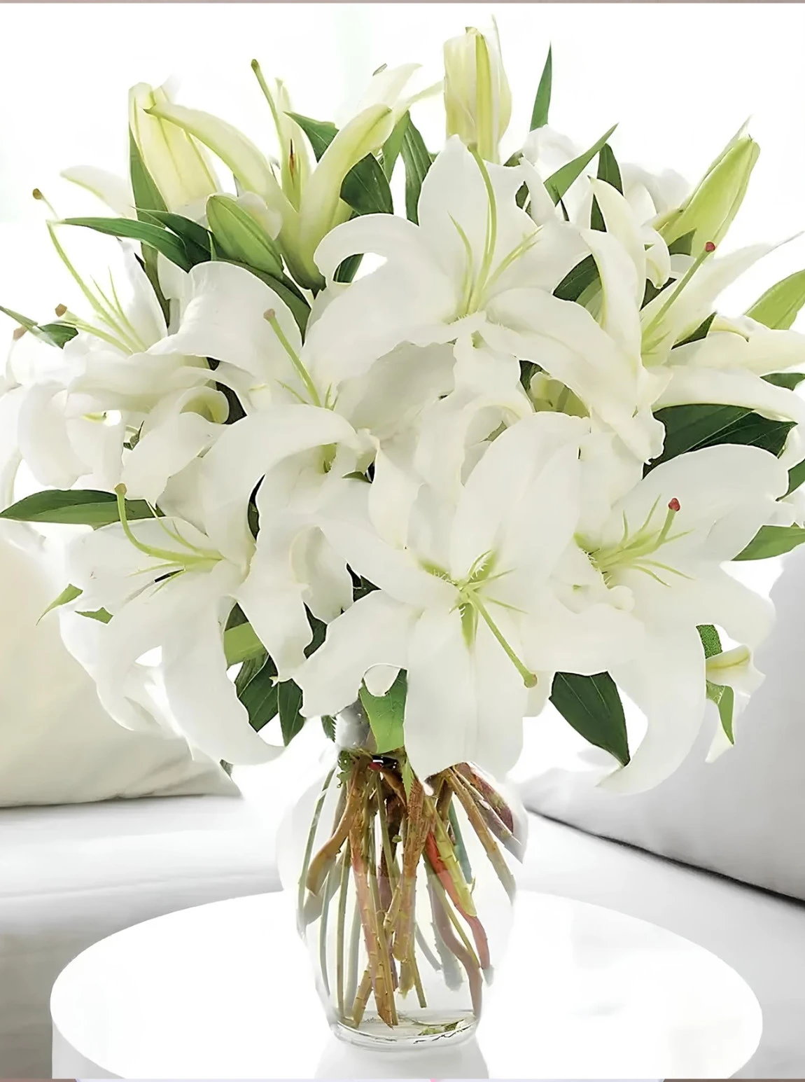 Vazoda Büyük Boy Lilyum